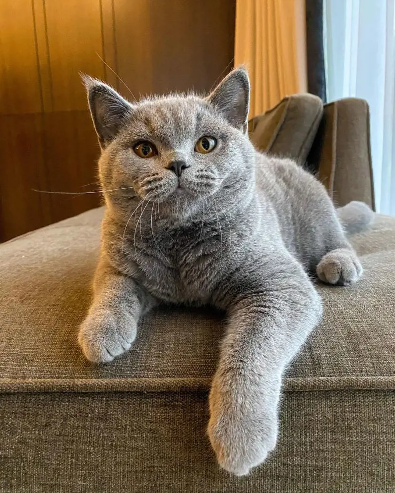 Fluffy Persian cat